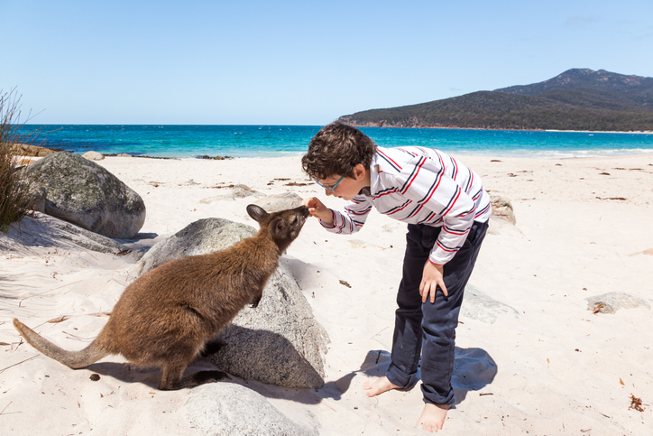 Child feeding wallaby at a beach in Australia